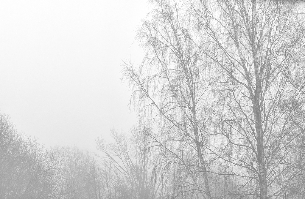 träd i dimma